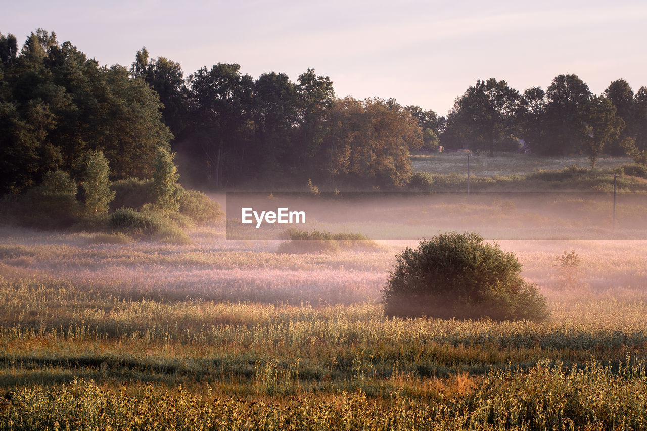 Scenic view of foggy field against sky