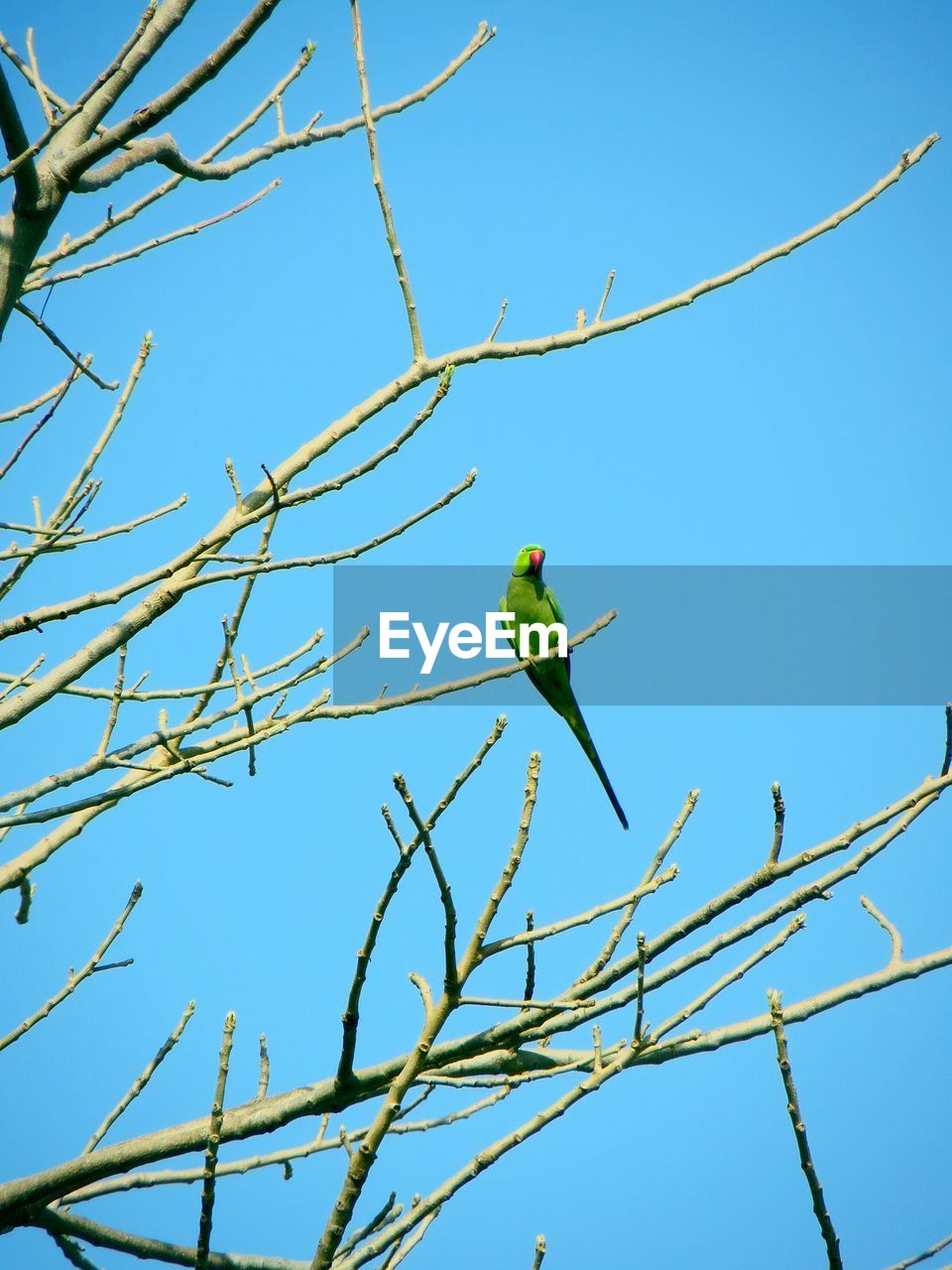 LOW ANGLE VIEW OF BIRD PERCHING ON BRANCH AGAINST BLUE SKY