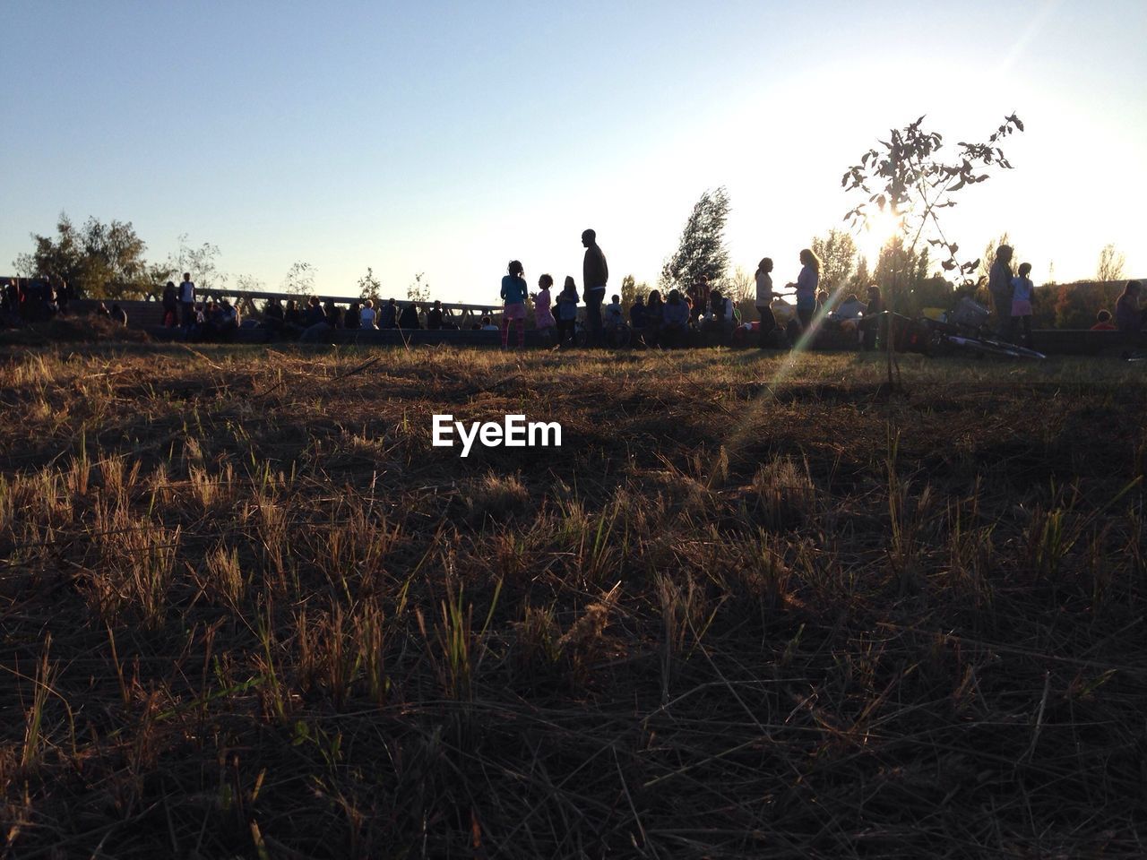 Field at sunset