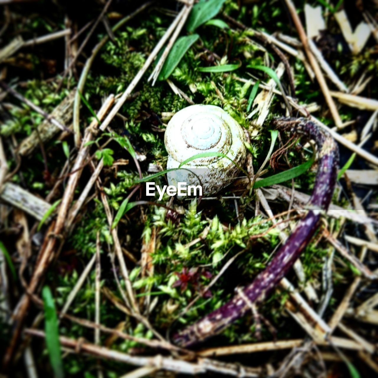 CLOSE-UP OF SNAIL ON GREEN LEAVES