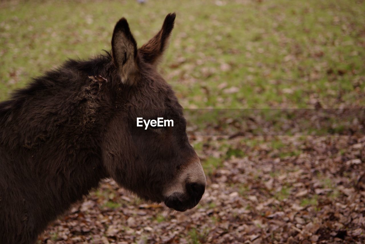 View of a donkey on field