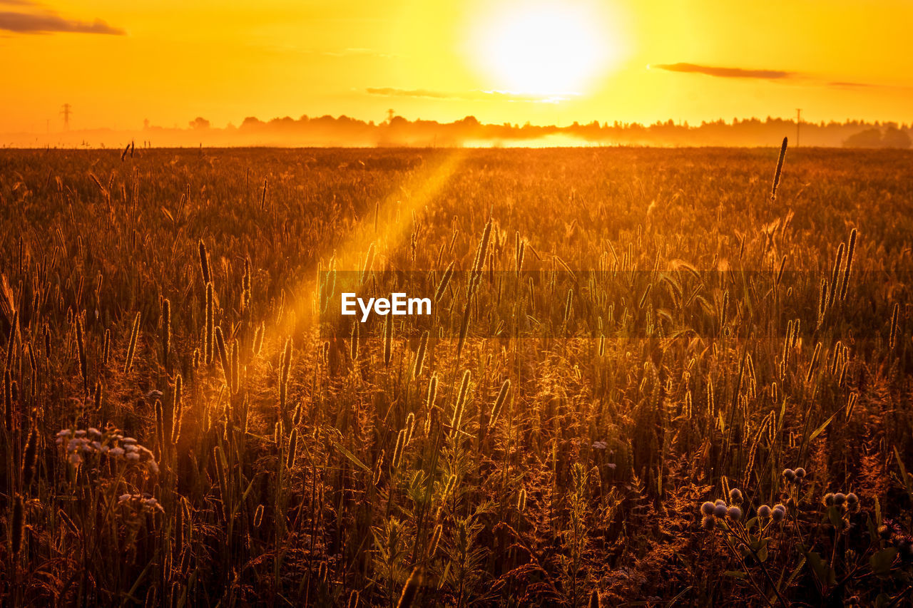 landscape, sky, field, sunset, environment, agriculture, land, plant, rural scene, crop, sun, nature, cereal plant, beauty in nature, horizon, sunlight, scenics - nature, gold, cloud, tranquility, growth, farm, summer, orange color, grass, sunbeam, food, barley, tranquil scene, dawn, no people, idyllic, yellow, lens flare, back lit, twilight, corn, outdoors, evening, horizon over land, non-urban scene, vibrant color, urban skyline, dramatic sky, food and drink, wheat, harvesting, prairie, meadow, plain, multi colored, abundance