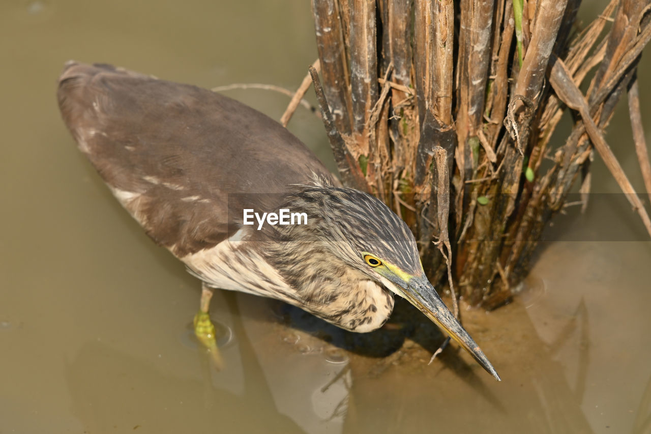 CLOSE-UP OF BIRD PERCHING ON A PLANT