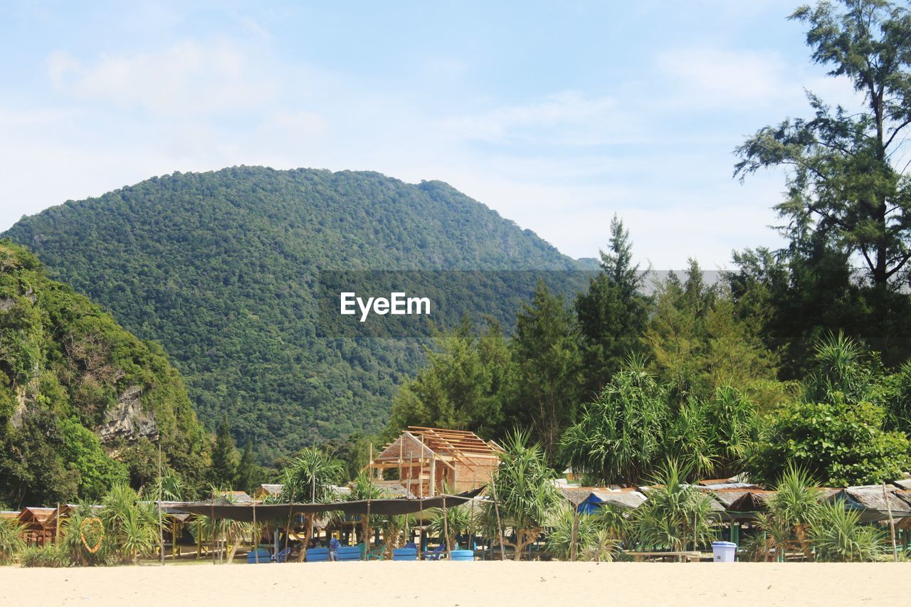 PANORAMIC SHOT OF TREES ON MOUNTAIN AGAINST SKY