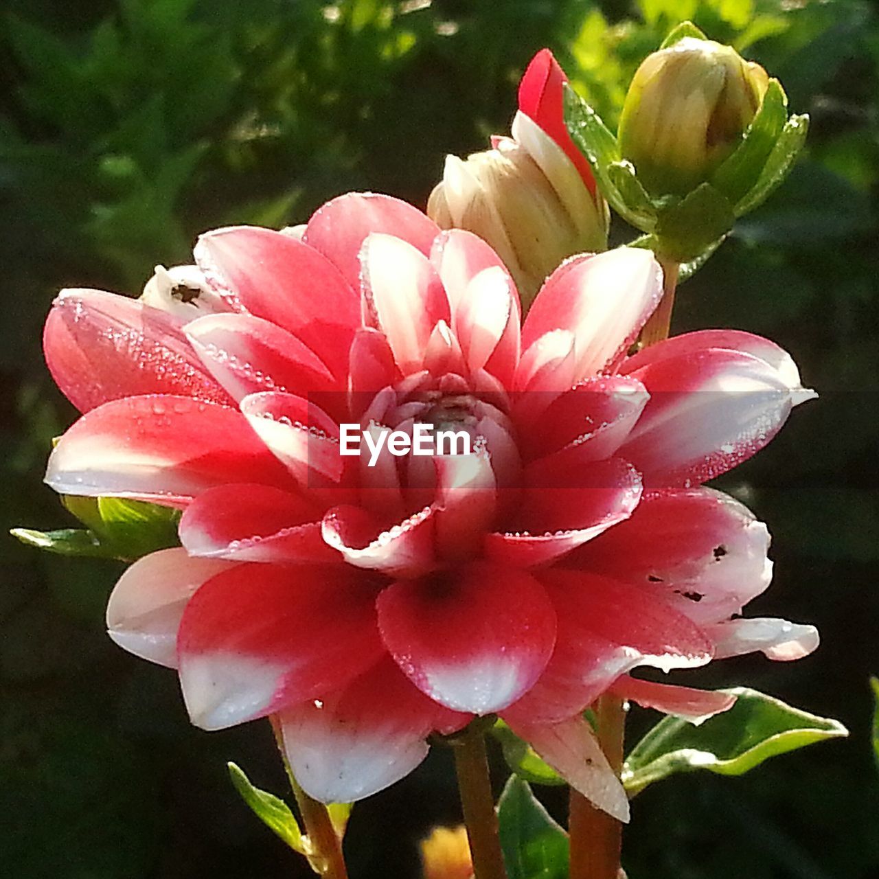 Close-up of pink flowers