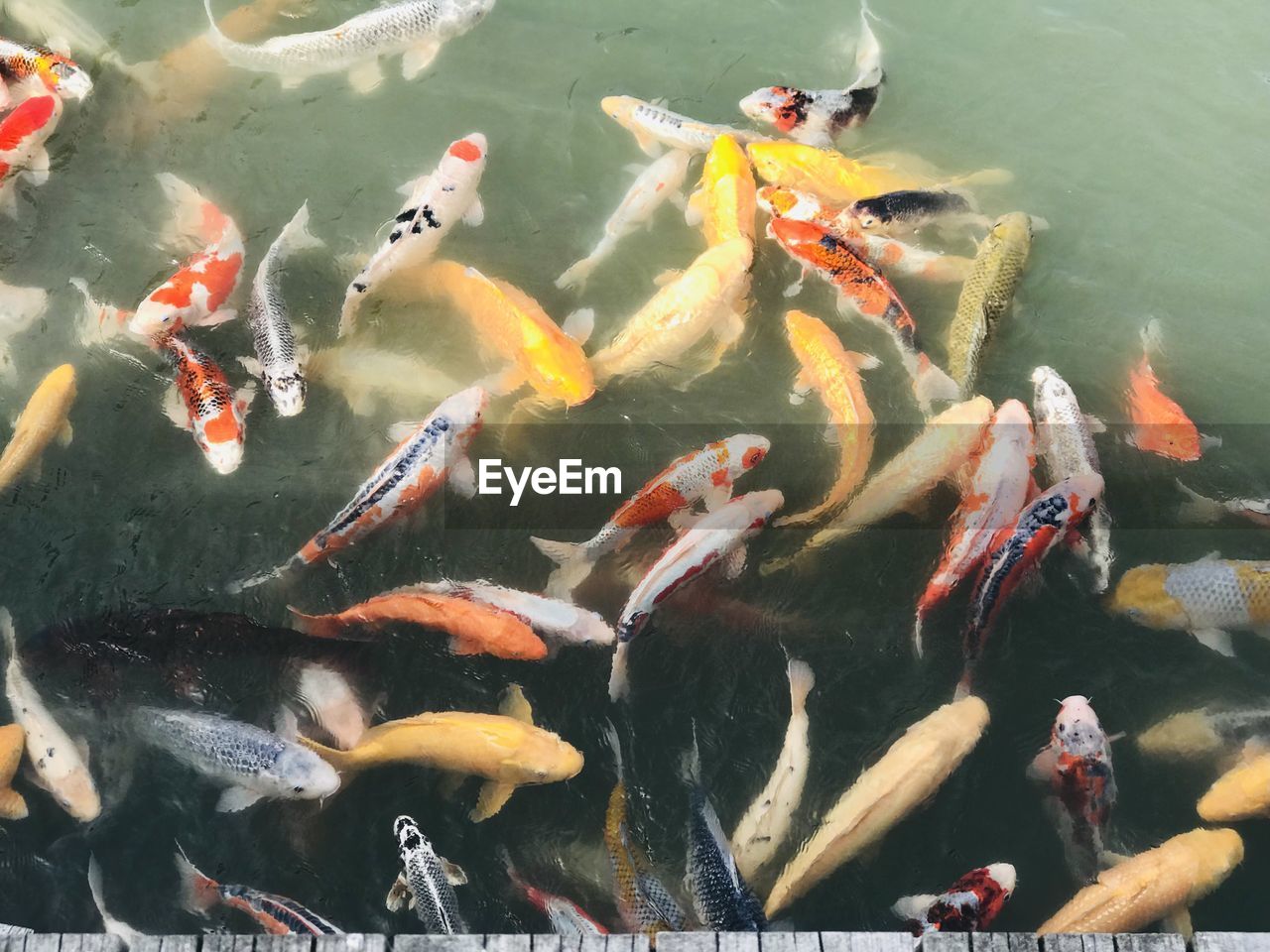 High angle view of koi carps swimming in pond