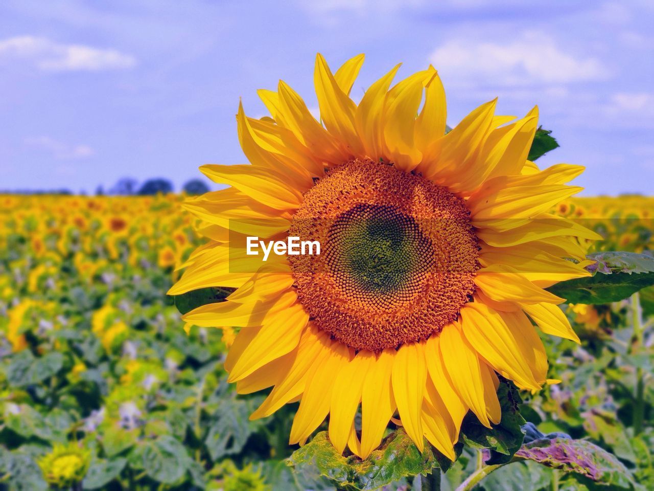 Close-up of sunflower on field against sky