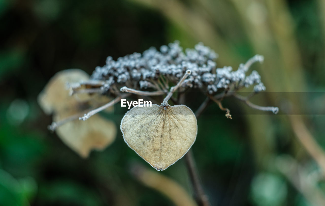 nature, leaf, macro photography, green, plant, flower, close-up, branch, focus on foreground, no people, tree, food, outdoors, food and drink, beauty in nature, selective focus, day, freshness, forest, plant part, grass, growth, wildflower, heart shape, environment