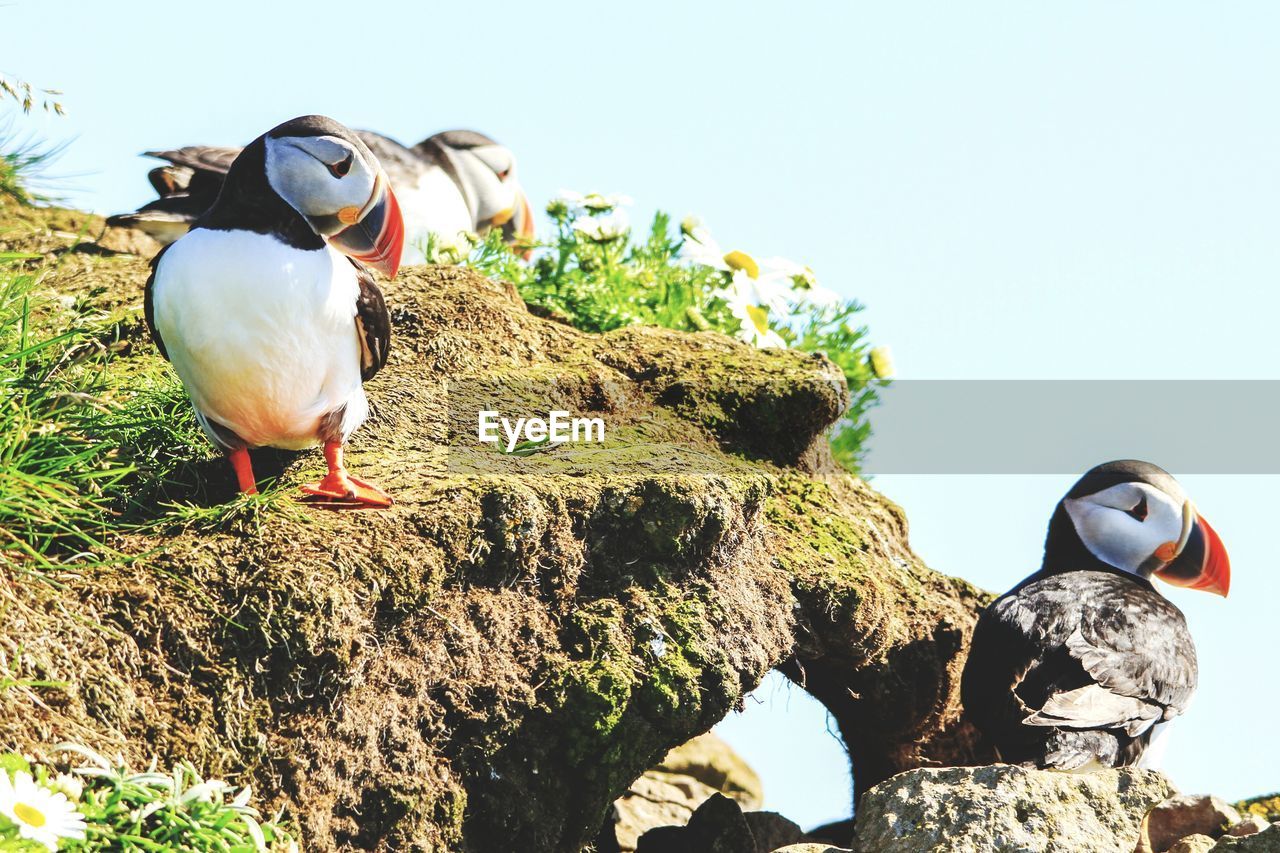 CLOSE-UP OF BIRD AGAINST CLEAR SKY