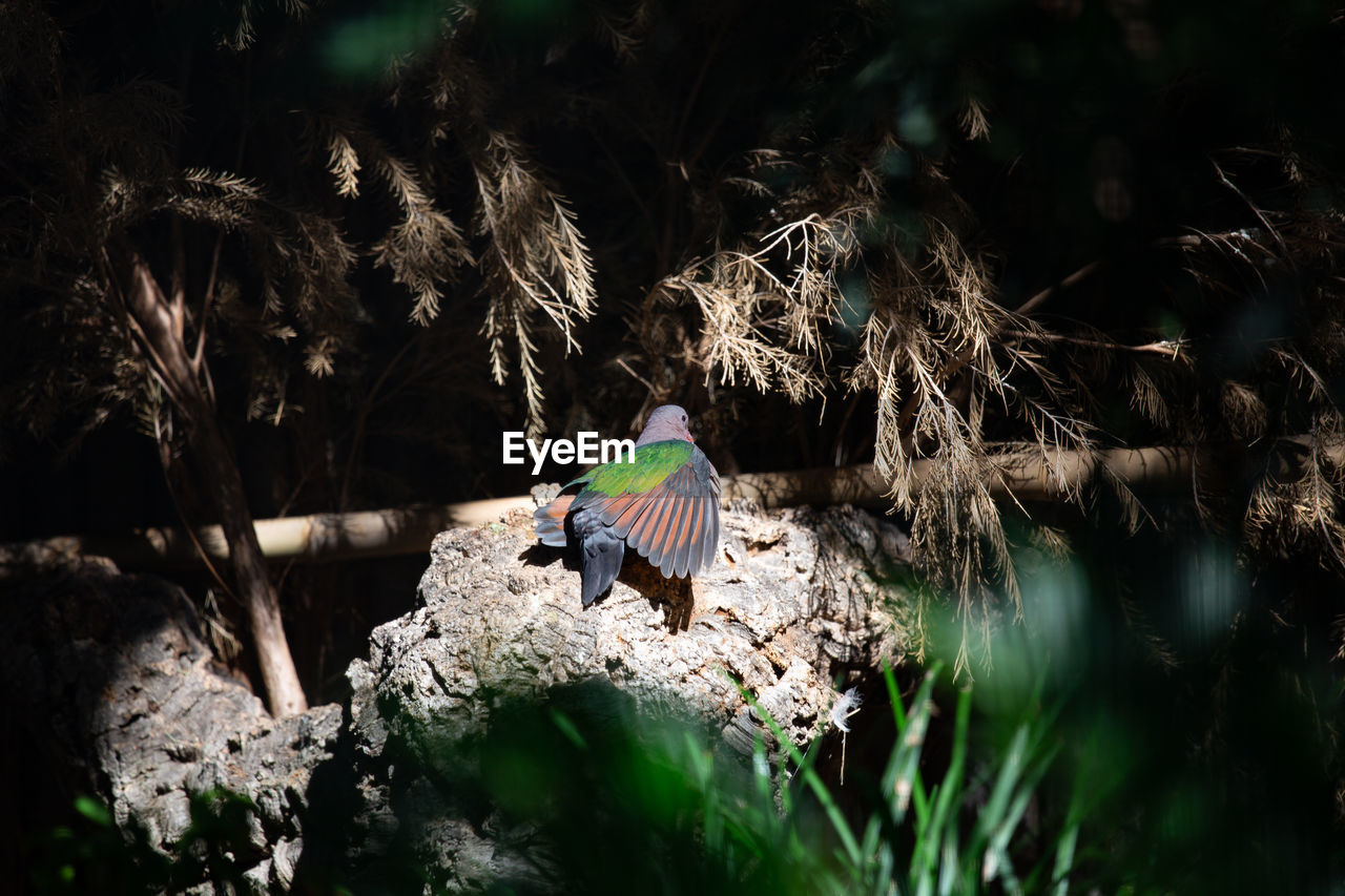 Bird perching on rock amidst trees