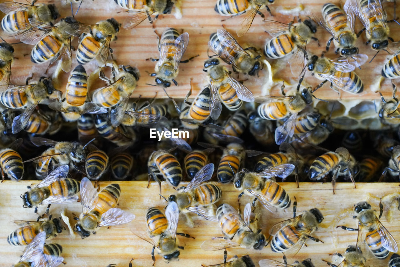 HIGH ANGLE VIEW OF BEE ON THE FLOOR