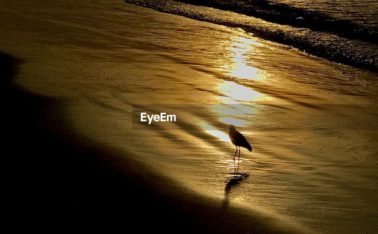 VIEW OF BIRD ON BEACH