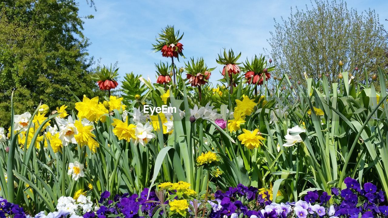 CLOSE-UP OF FRESH YELLOW FLOWERS BLOOMING IN FIELD
