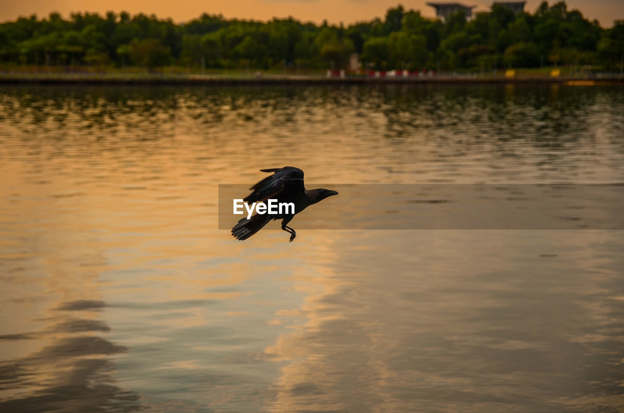 Black crow when flying in a lakeside background in a recreational park.