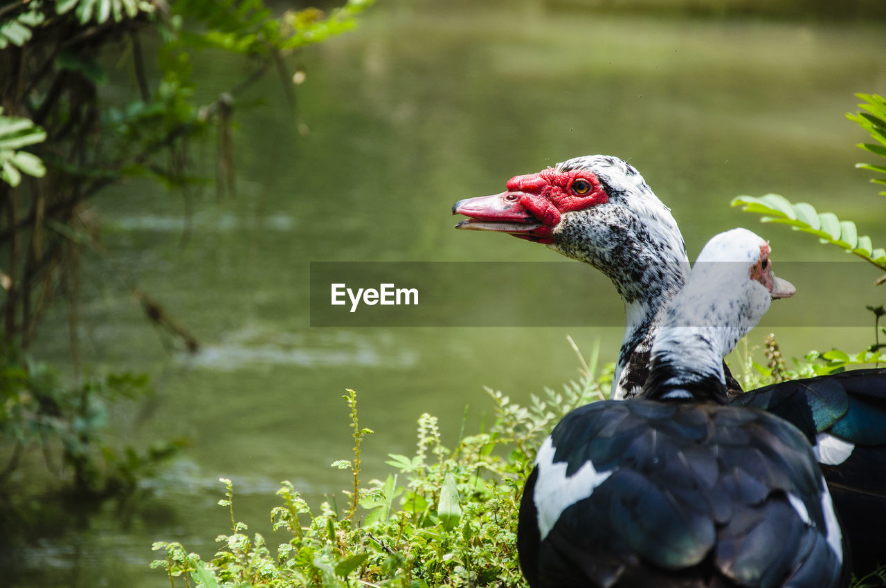 Ducks by water