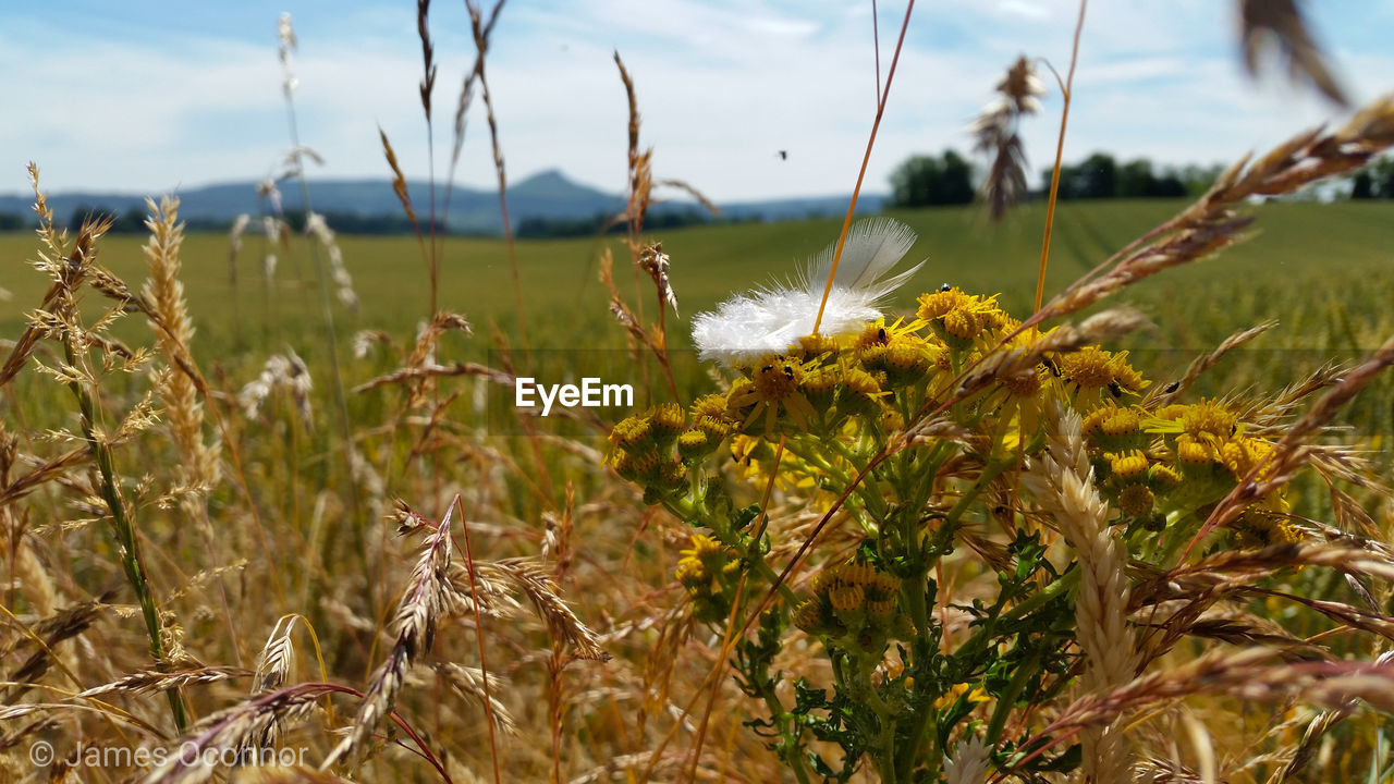 CLOSE-UP OF PLANTS GROWING ON LAND