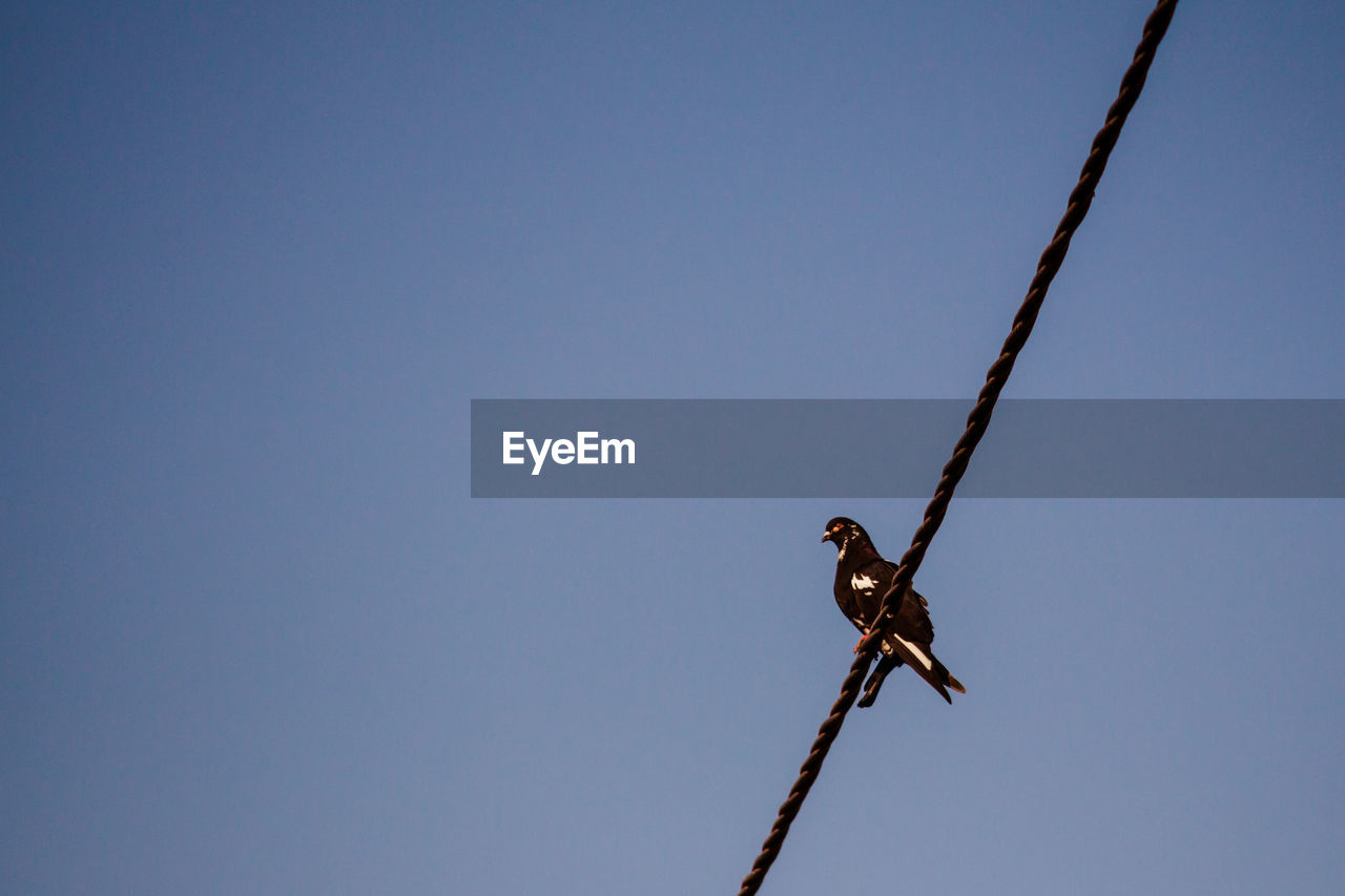 Pigeon sitting a power line during a sunny day