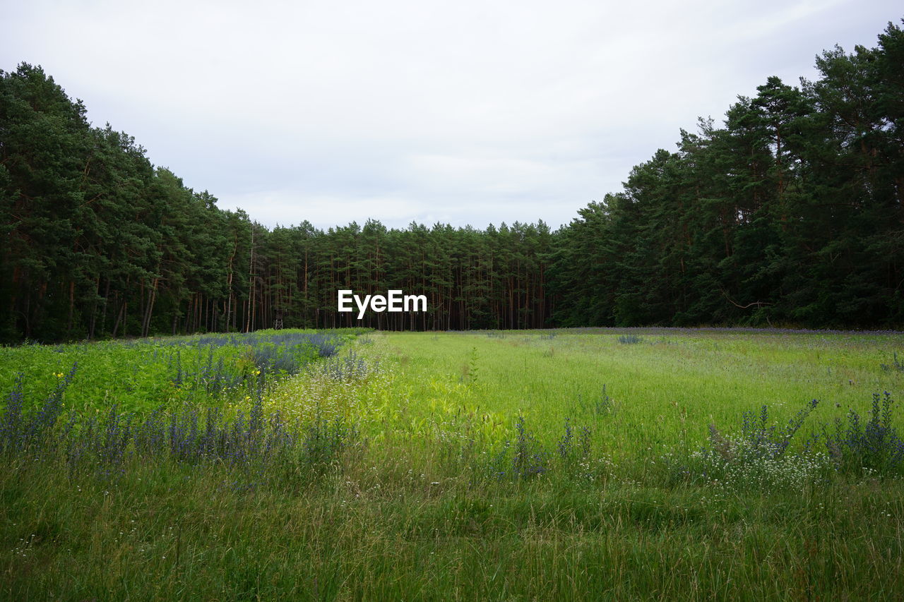 Scenic view of grassy field against sky