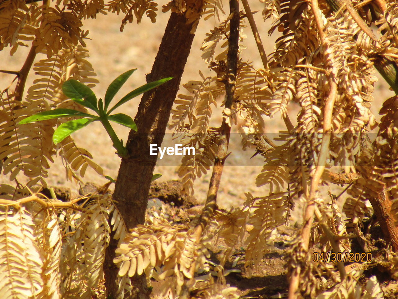 CLOSE-UP OF FLOWERING PLANTS AND TREES ON FIELD