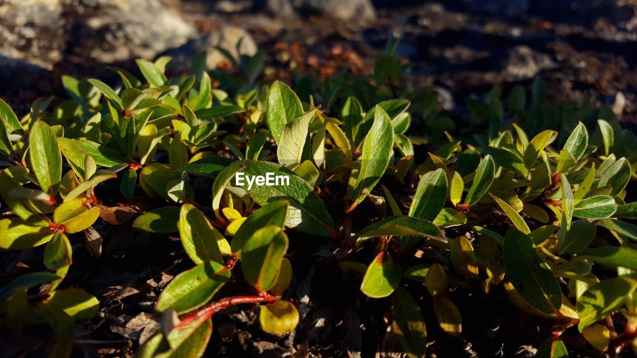 CLOSE-UP OF FRESH PLANTS