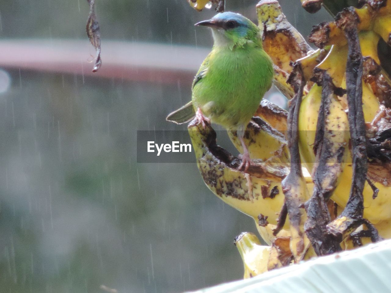 CLOSE-UP OF BIRDS PERCHING ON FEEDER AT NIGHT