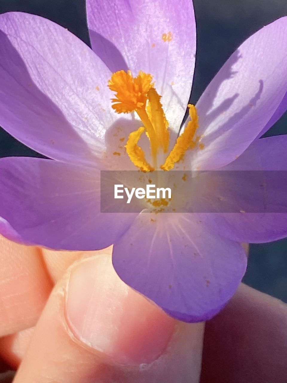 CLOSE-UP OF HUMAN HAND HOLDING PURPLE FLOWER