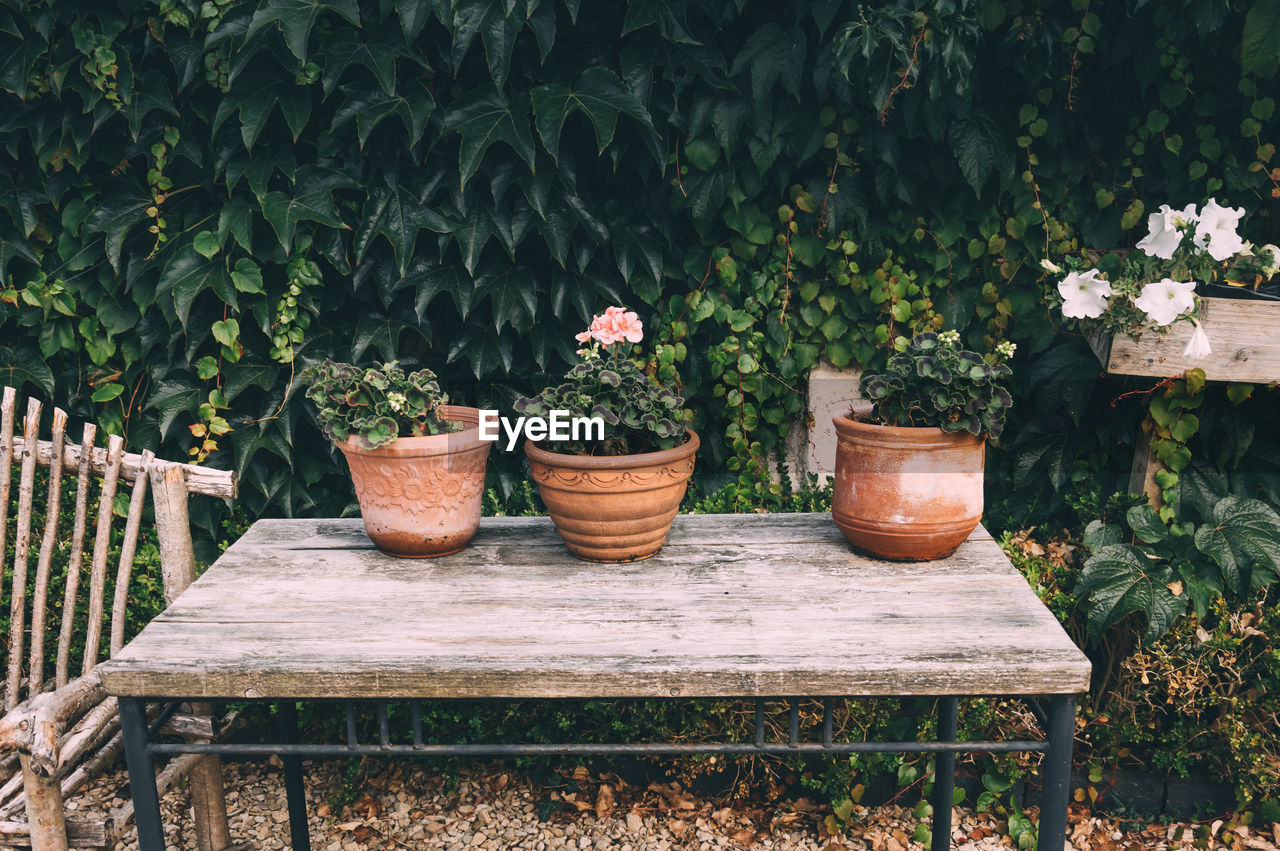 Flower pots on table