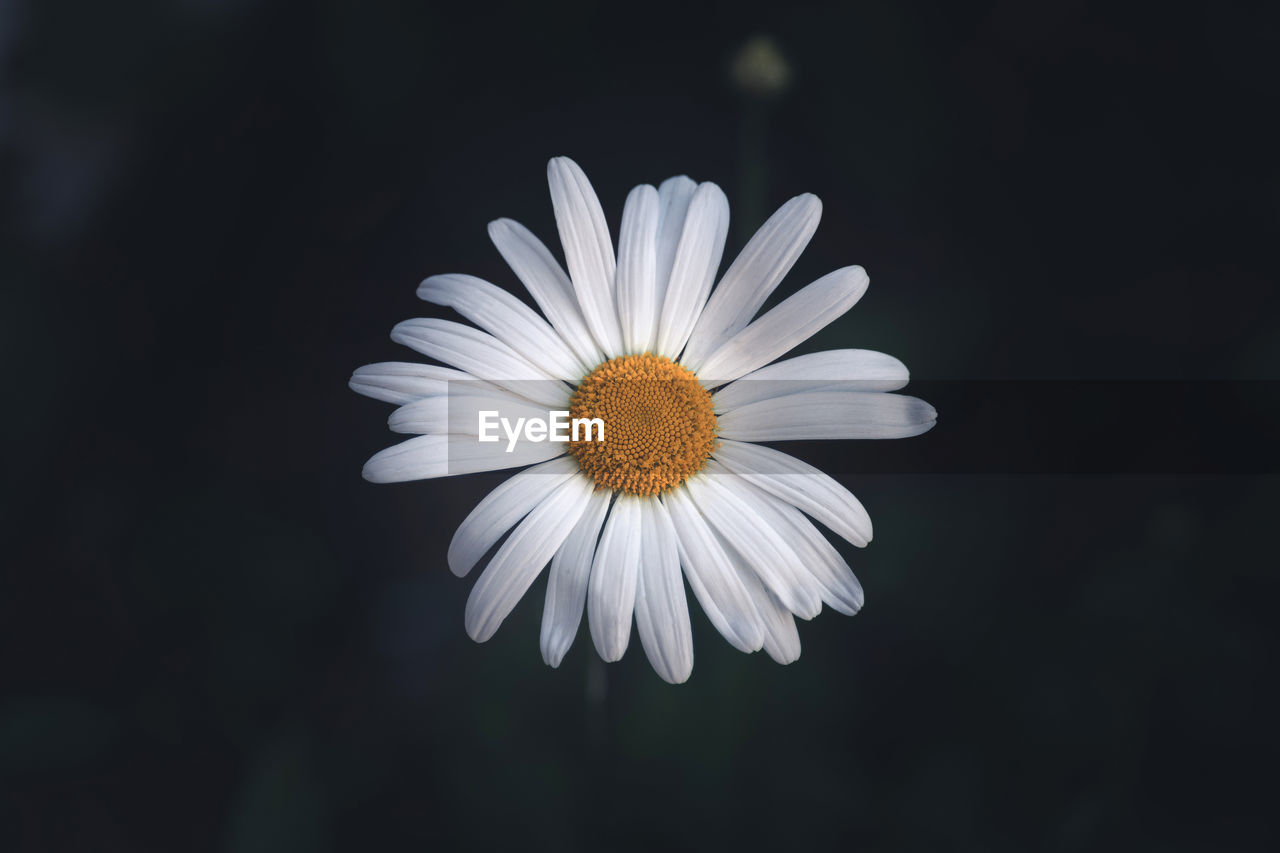 CLOSE-UP OF WHITE DAISY FLOWER