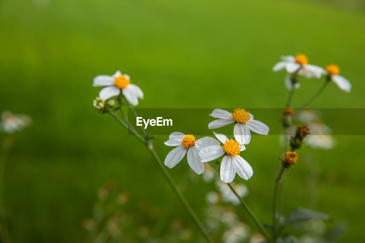 Close-up of white flowering plant