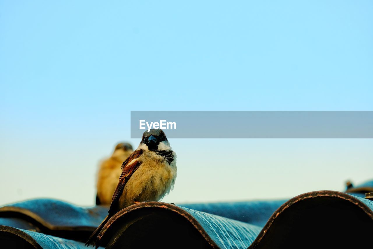 Close-up of bird perching against clear blue sky