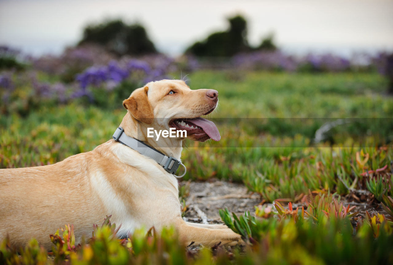 Yellow labrador retriever relaxing on field