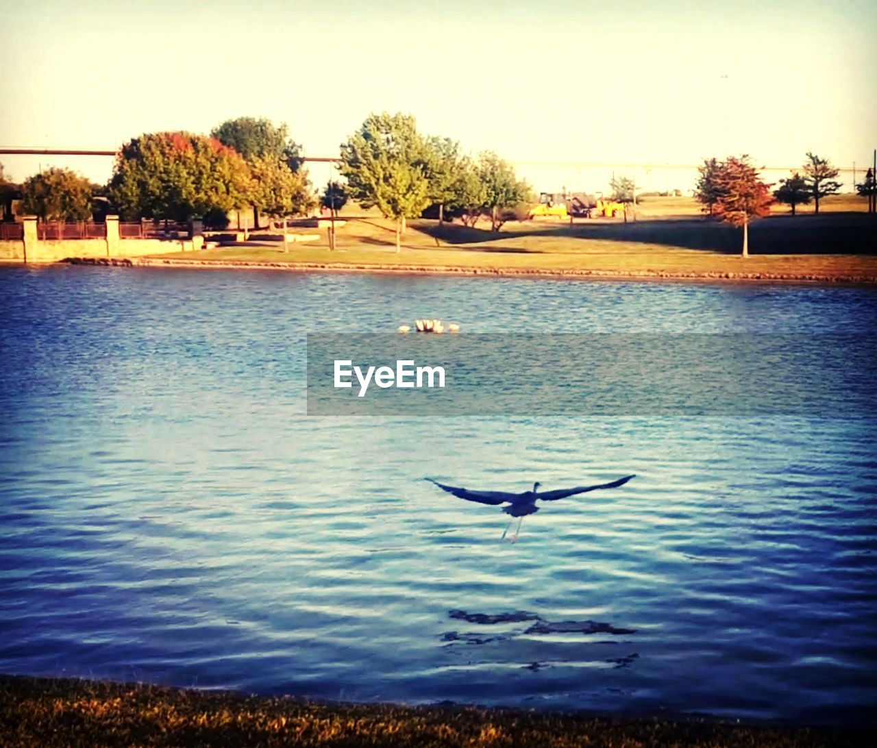 SWAN SWIMMING IN SEA AGAINST SKY