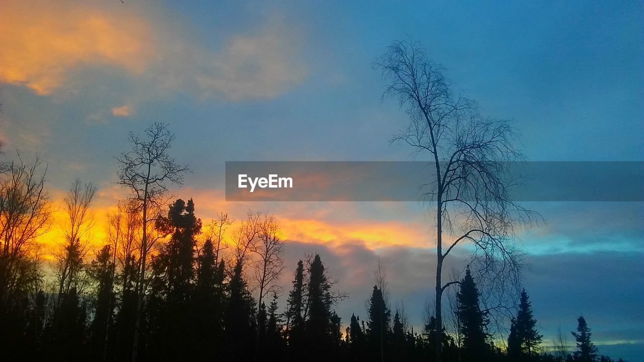 LOW ANGLE VIEW OF SILHOUETTE TREES IN FOREST AGAINST SKY