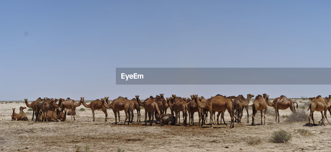 View of camels on deseet field against sky