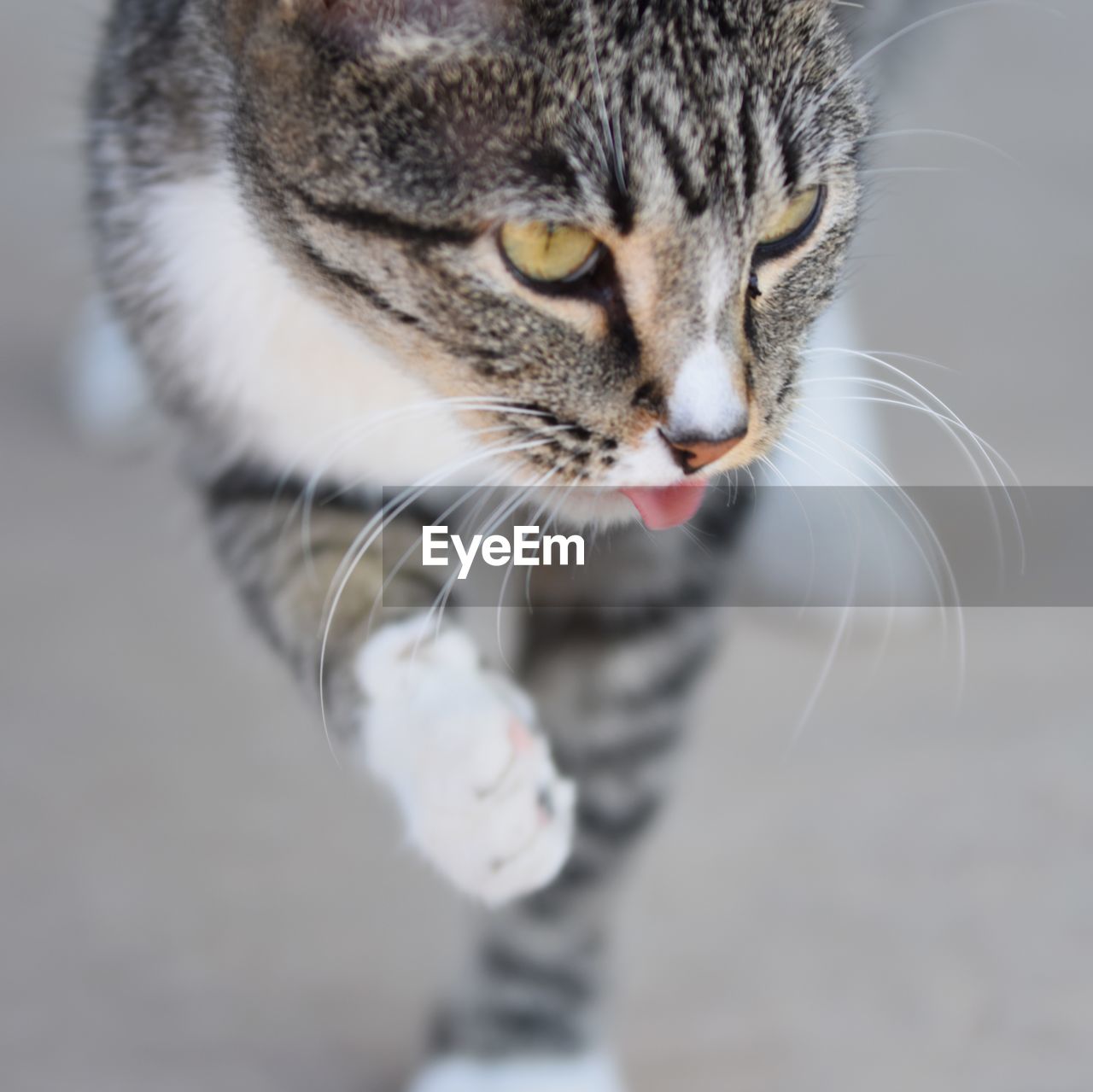 Close-up of cat sticking out tongue