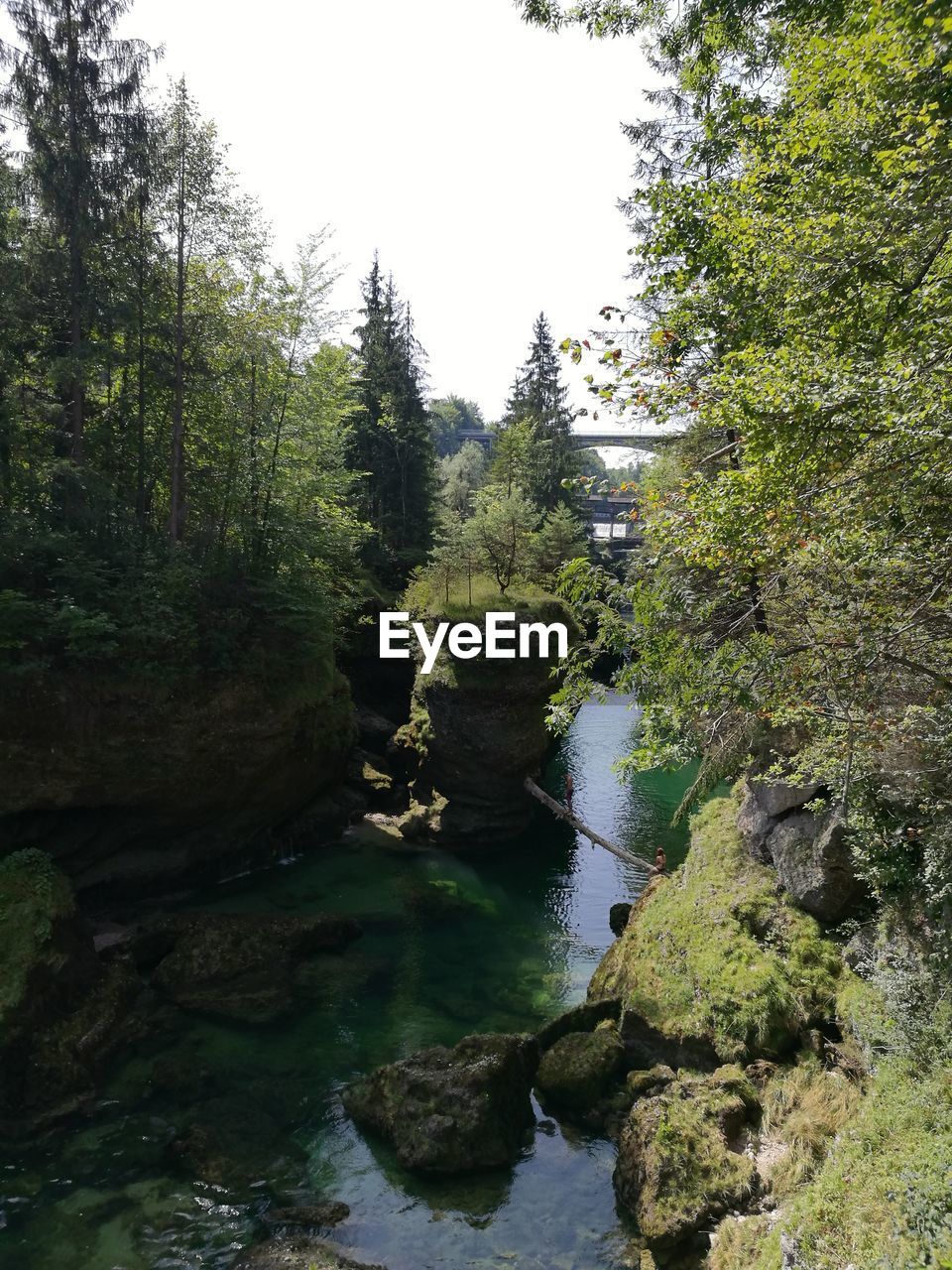 SCENIC VIEW OF RIVER AMIDST TREES IN FOREST