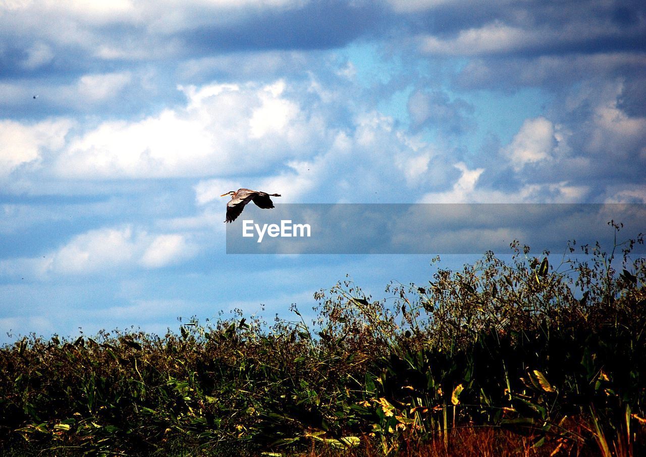 VIEW OF BIRD FLYING IN THE SKY