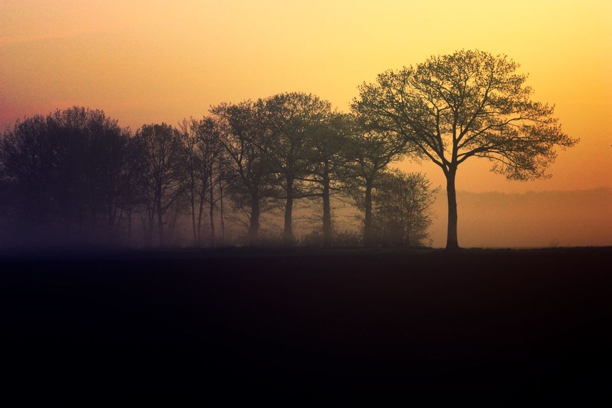 Trees on field in foggy weather during sunset