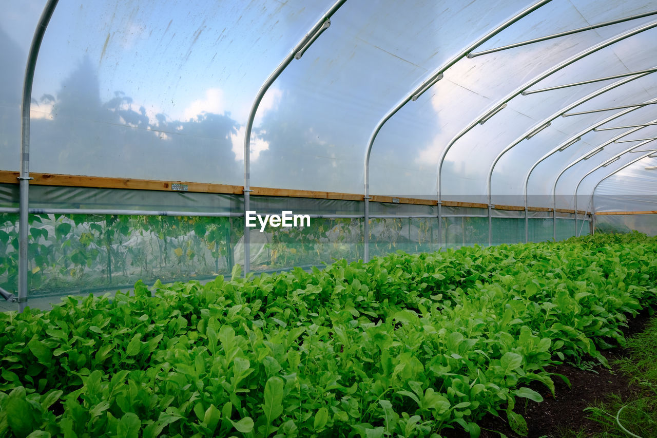 Organic vegetables growing inside polytunnel