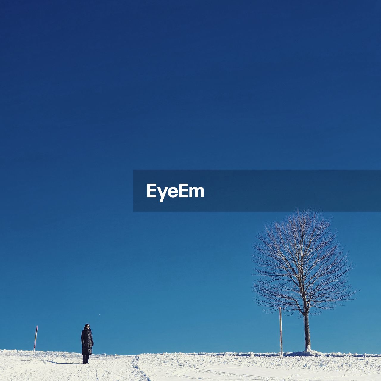 Bare tree on field against clear blue sky