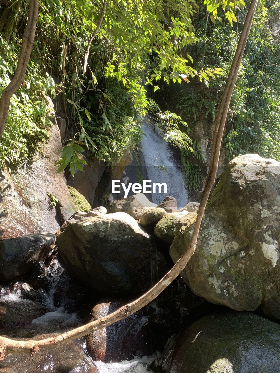 VIEW OF WATERFALL IN FOREST