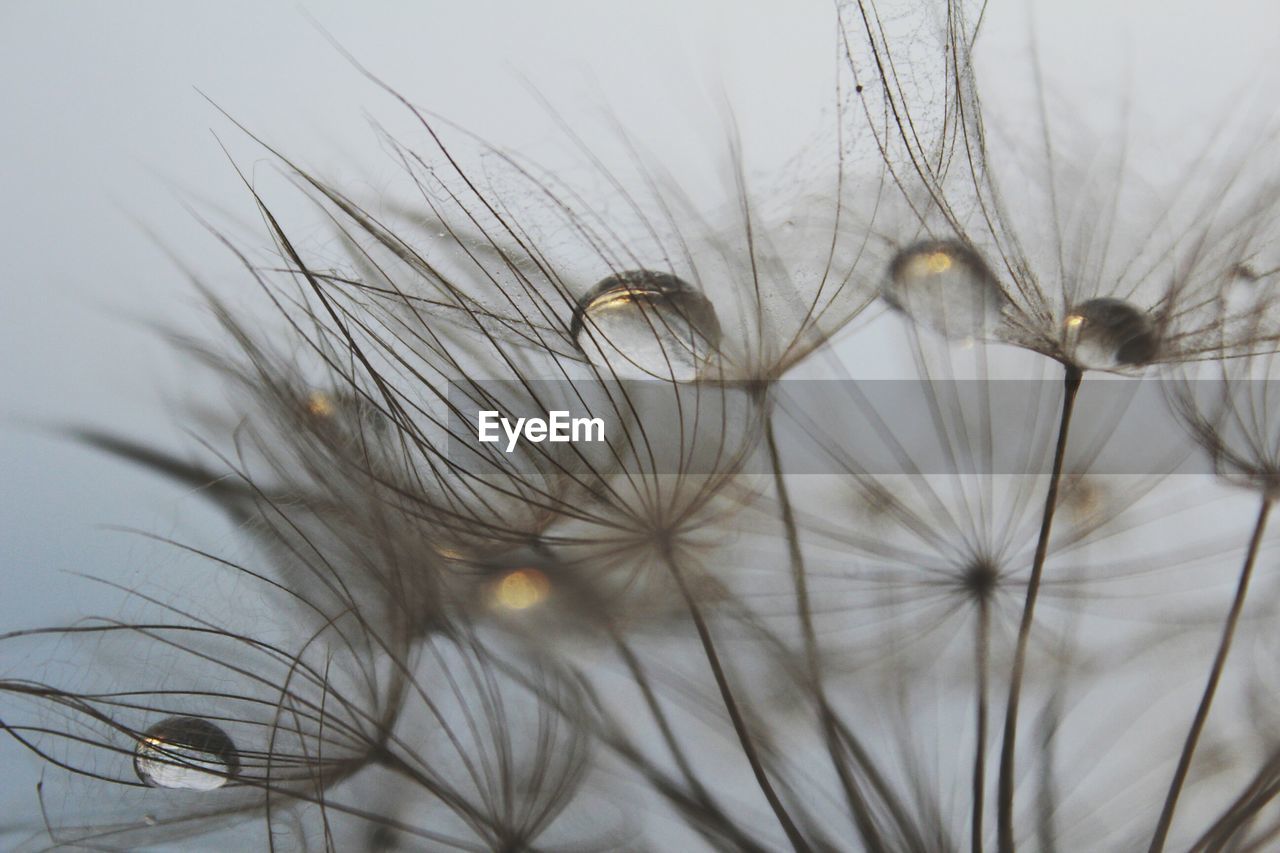 Close-up of water drop on dandelion