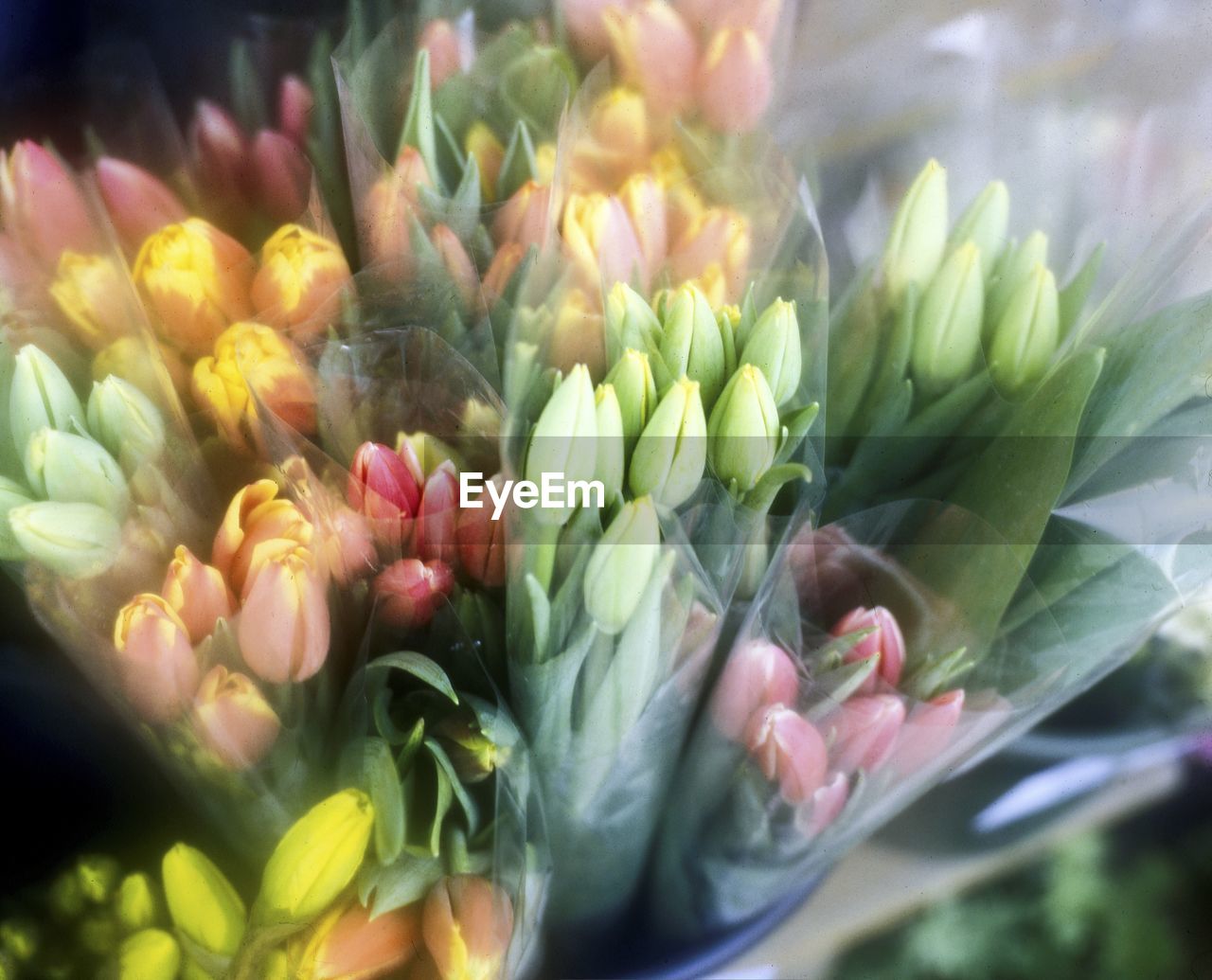 CLOSE-UP OF COLORFUL FLOWERS