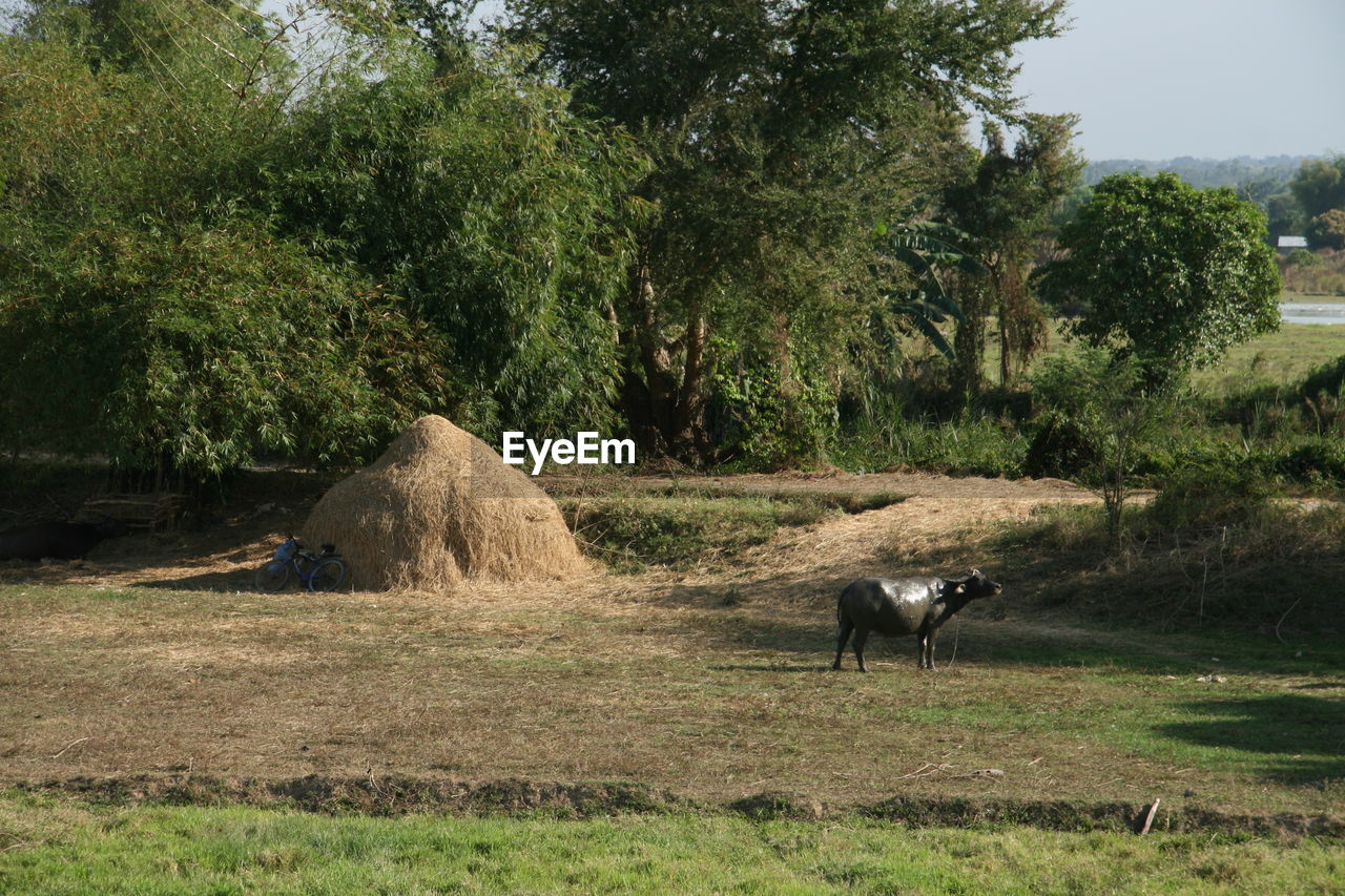 VIEW OF A HORSE ON LAND