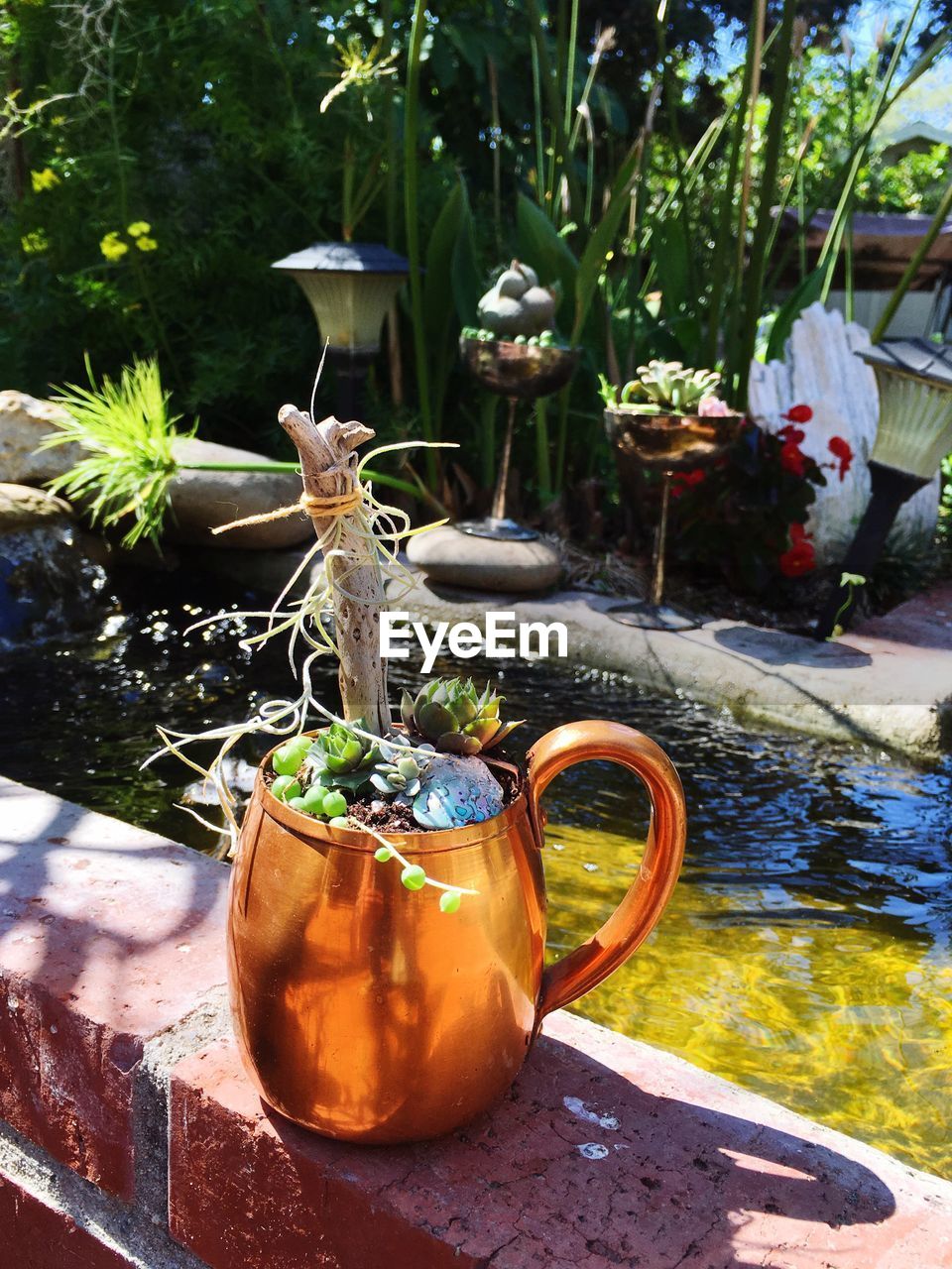 POTTED PLANTS IN THE YARD