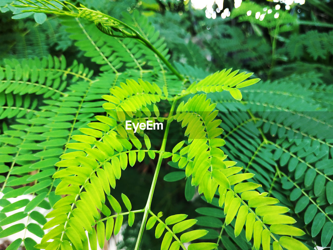 Close-up of fern leaves