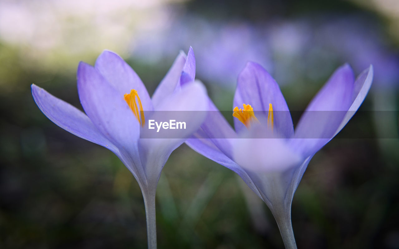 Close-up of purple crocus