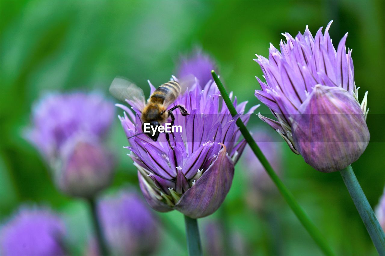 CLOSE-UP OF BEE POLLINATING ON PURPLE FLOWERING