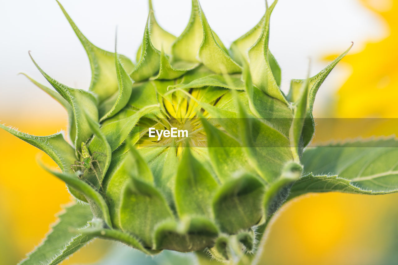 CLOSE-UP OF GREEN FLOWER