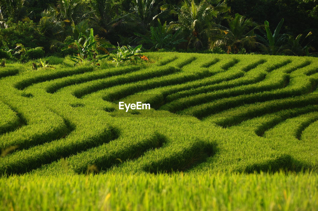 Scenic view of grassy field